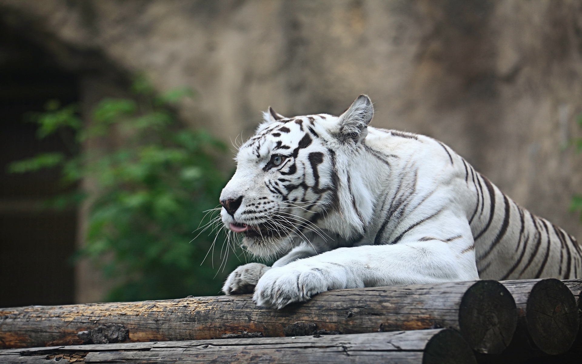 fond d'écran tigre blanco,tigre,tigre du bengale,faune,félidés,animal terrestre