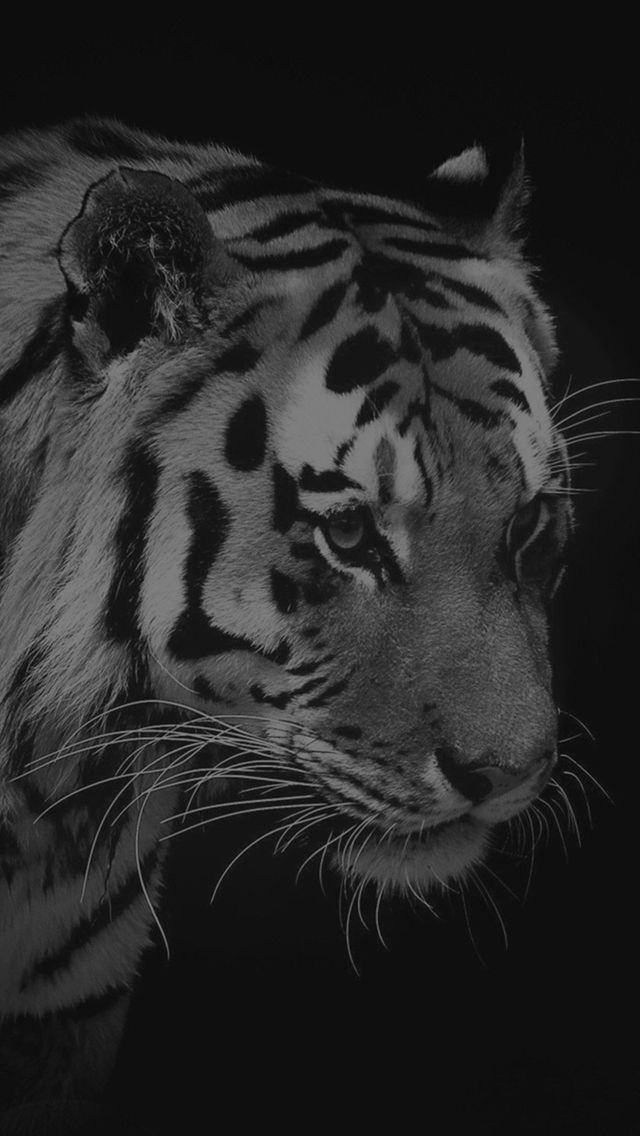 fondo de pantalla para iphone 5s,tigre de bengala,fauna silvestre,felidae,en blanco y negro,tigre