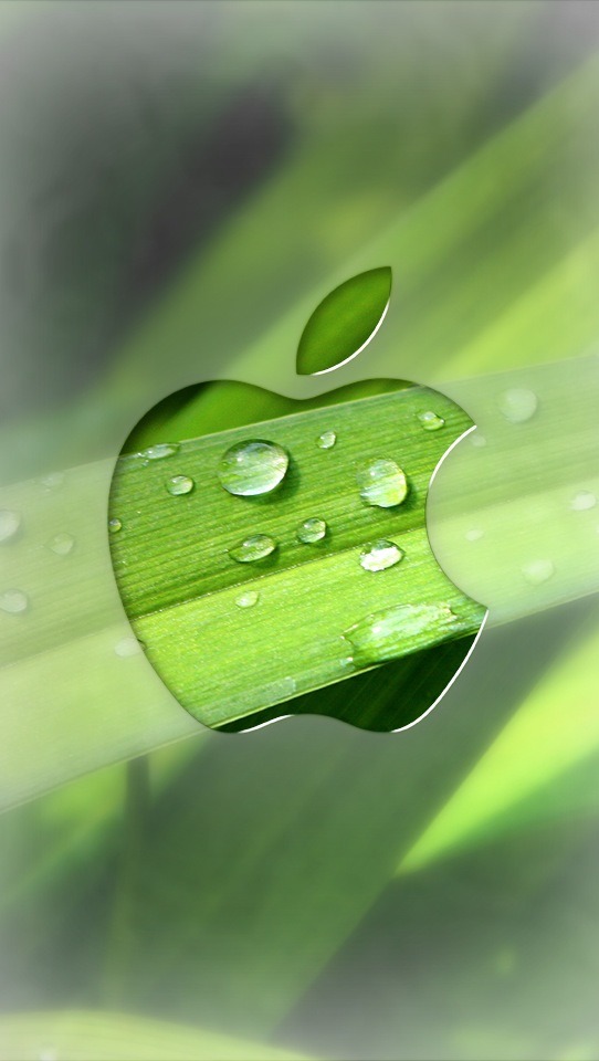 배경 화면 파라 아이폰 5,초록,이슬,물,잎,하락