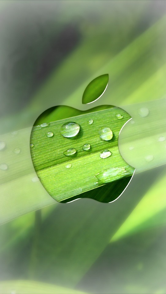 wallpapers para iphone 5,green,dew,water,leaf,drop