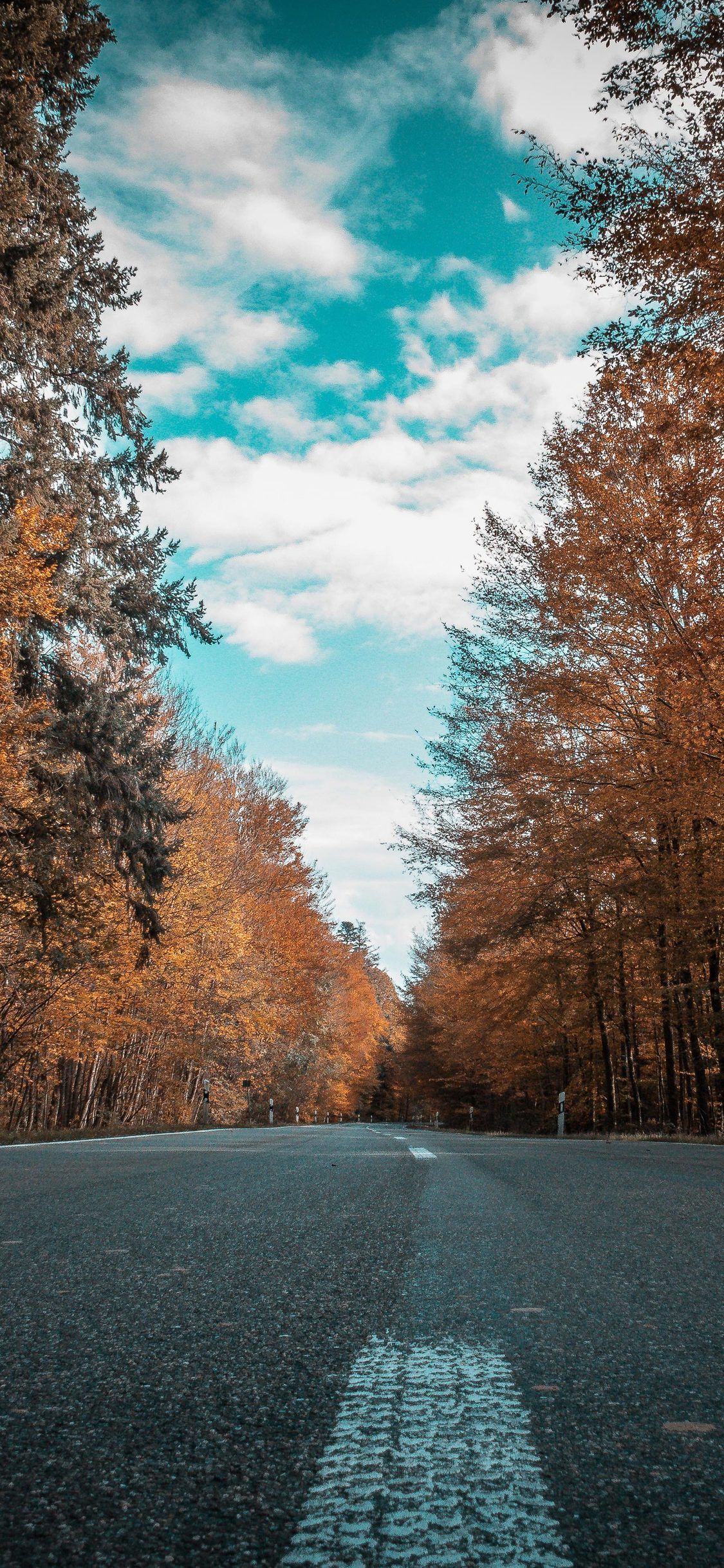 sfondi hd per iphone,paesaggio naturale,natura,albero,cielo,foglia