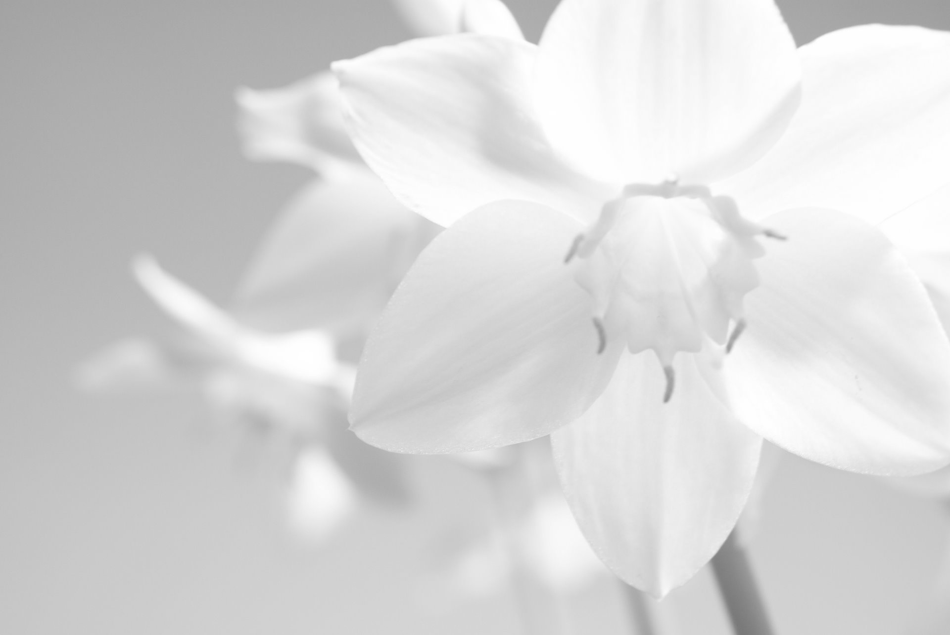 fondo de pantalla blanco hd,blanco,pétalo,fotografía monocroma,en blanco y negro,flor