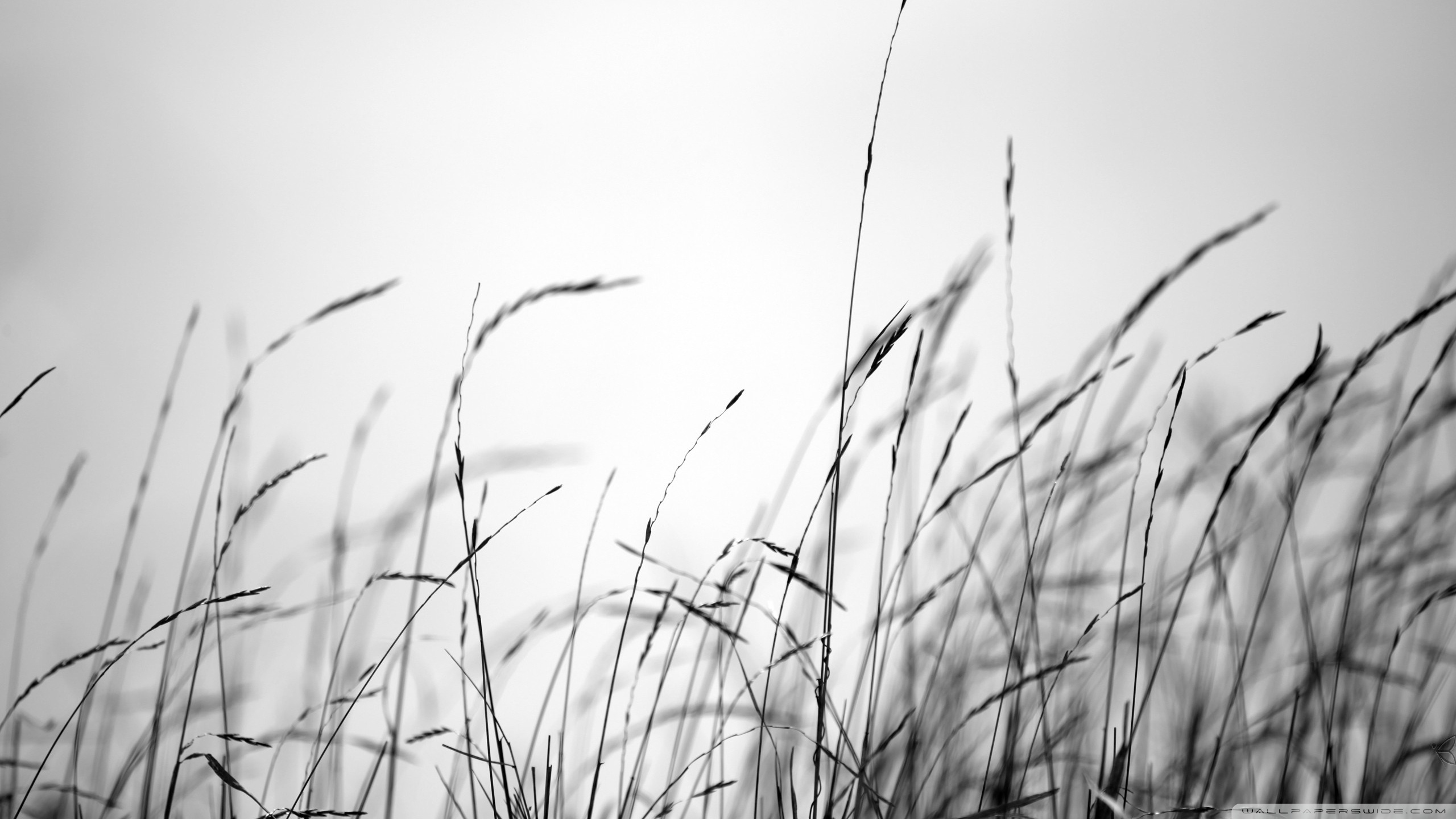 fondo de pantalla blanco hd,blanco,césped,en blanco y negro,fotografía monocroma,planta