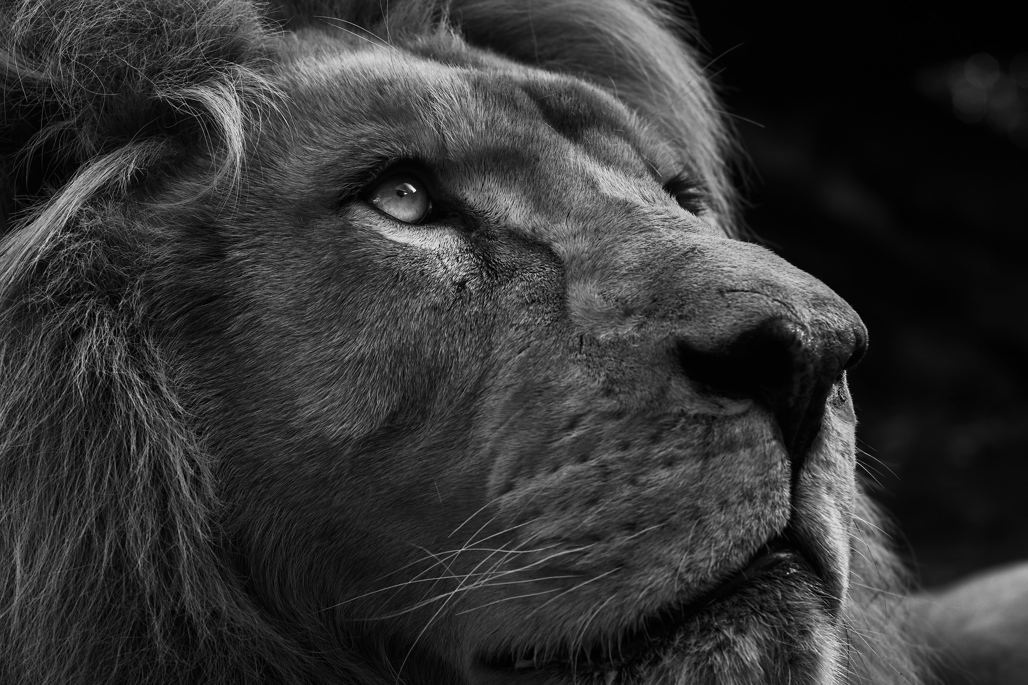 fondo de pantalla blanco hd,negro,hocico,en blanco y negro,perro,león