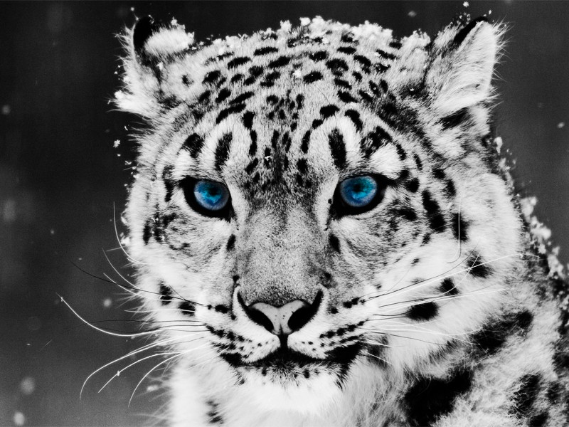 fond d'écran blanco hd,léopard des neiges,moustaches,faune,félidés,animal terrestre