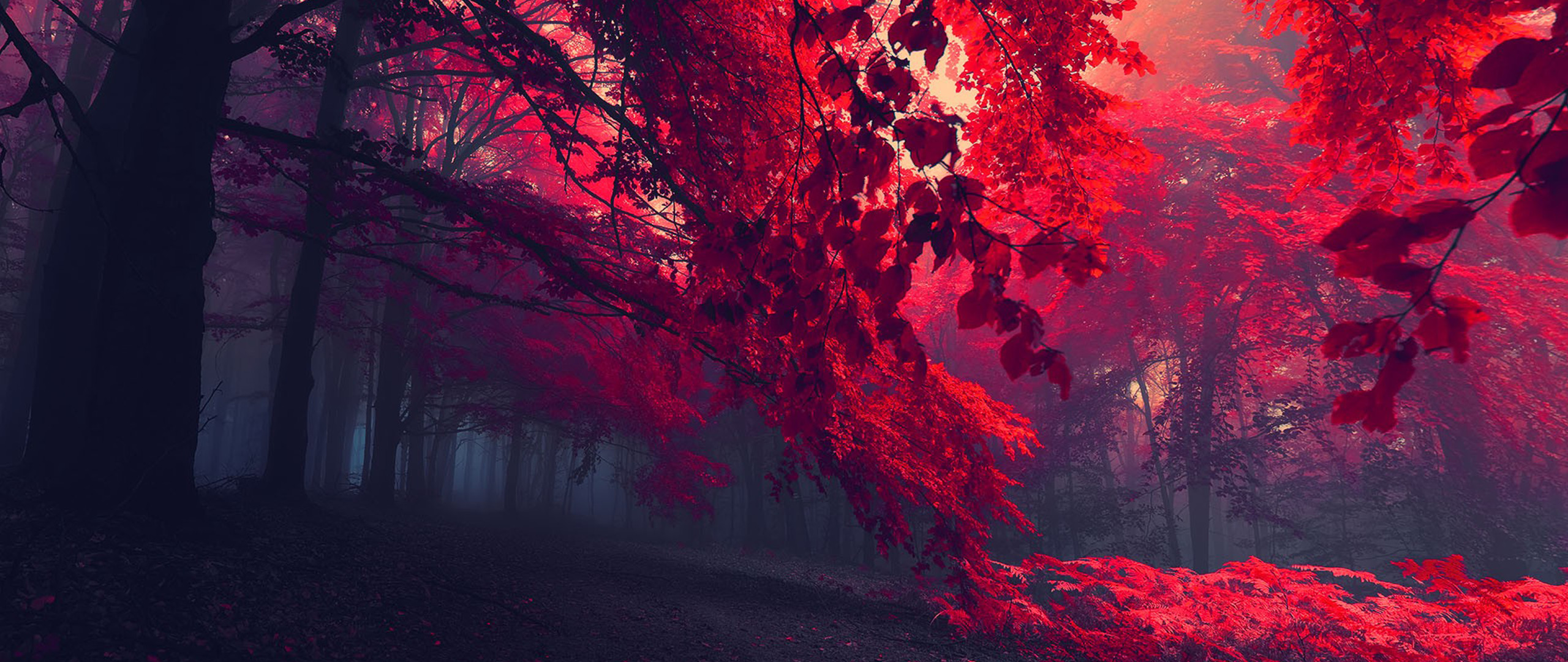ultra wide wallpaper 2560x1080,red,nature,geological phenomenon,sky,tree