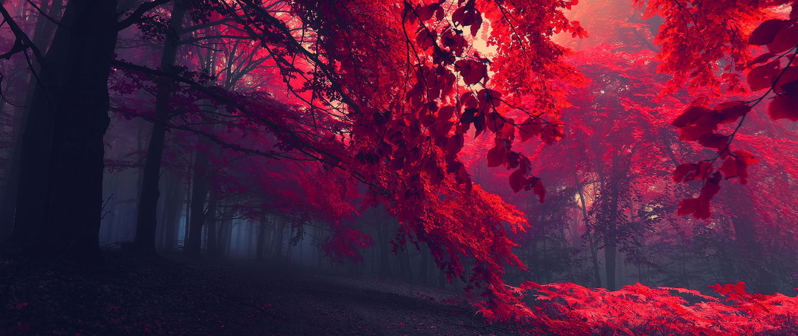 fond d'écran ultra large 2560x1080,rouge,la nature,ciel,arbre,atmosphère