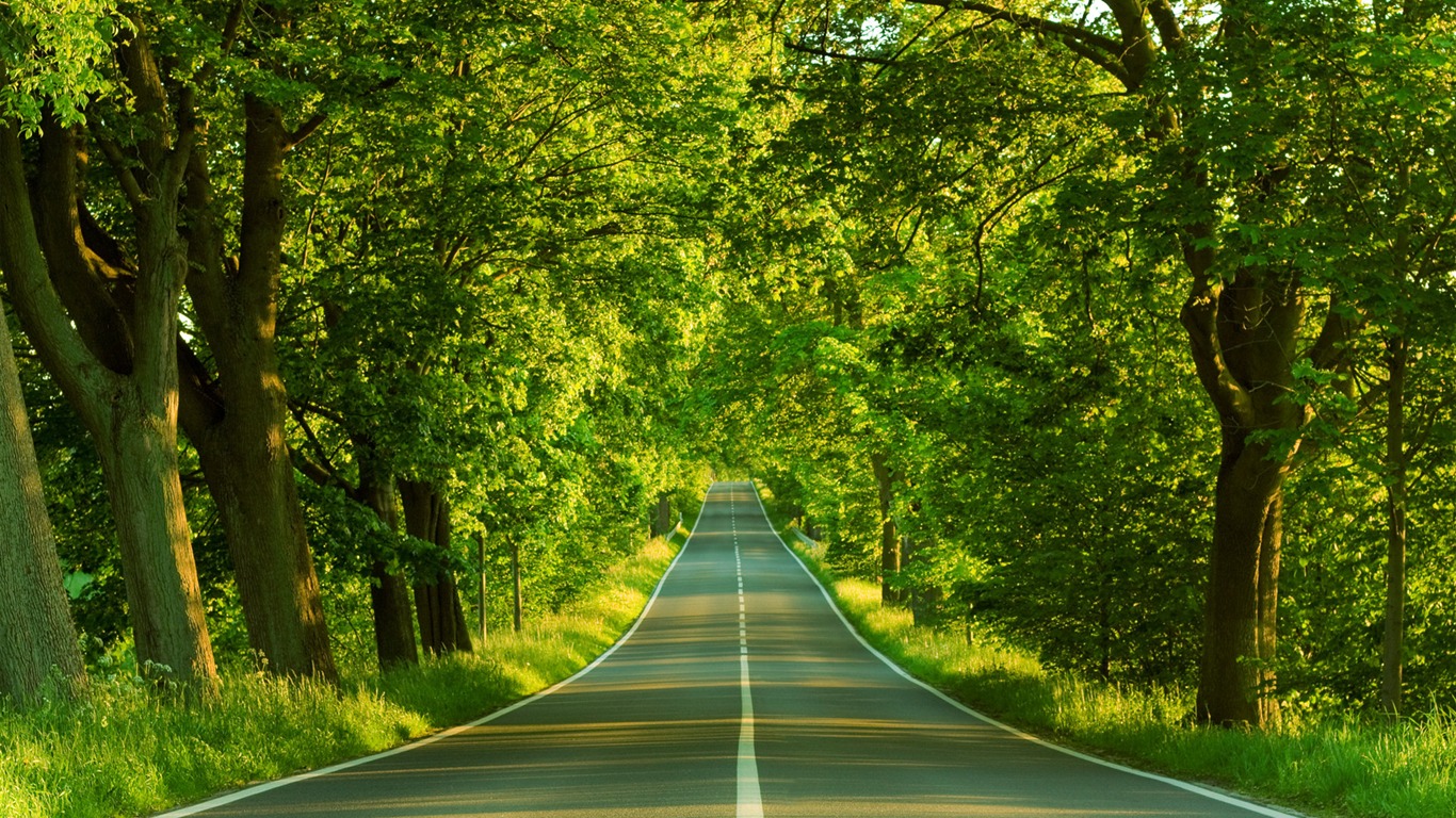 wallpaper 1366,natural landscape,green,tree,nature,road