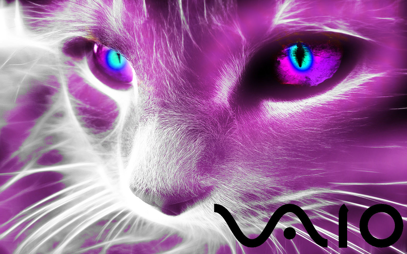 wallpapers originales,cat,violet,felidae,whiskers,purple