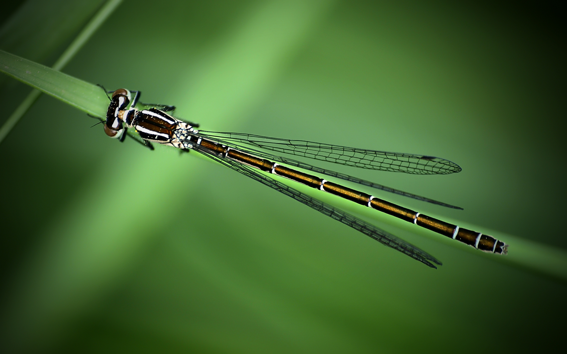 carta da parati kde,damselfly,insetto,coenagrion,verde,libellule e damseflies