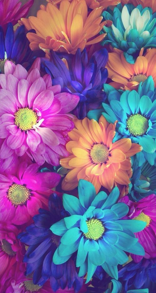 wallpapers originales,flower,petal,blue,purple,plant