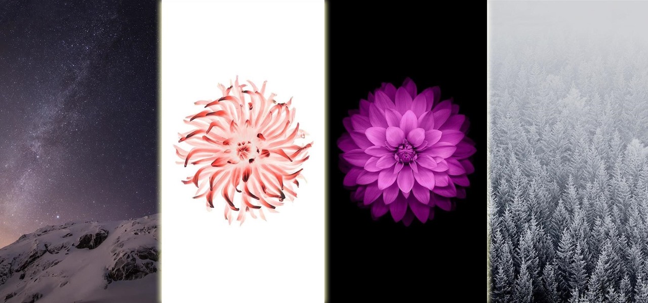 vieux fonds d'écran de pomme,rose,chrysanthèmes,fleur,dahlia,pétale