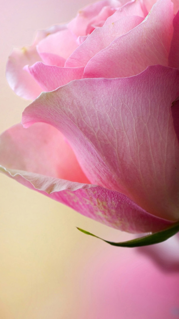 bonitos fondos de pantalla para iphone 6,pétalo,rosado,flor,de cerca,planta