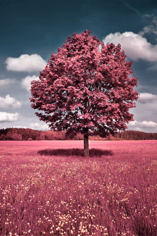 bonitos fondos de pantalla para iphone 6,árbol,paisaje natural,naturaleza,planta,planta leñosa