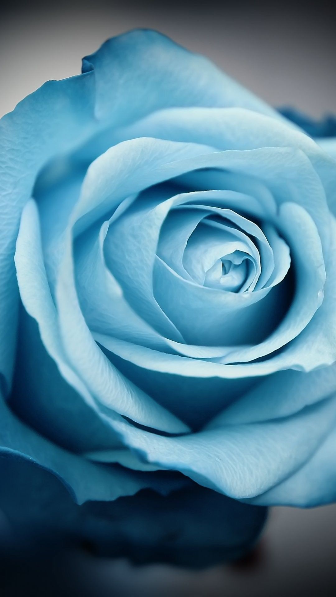 iphone 6用のかわいい壁紙,ローズ,青い,花,庭のバラ,花弁