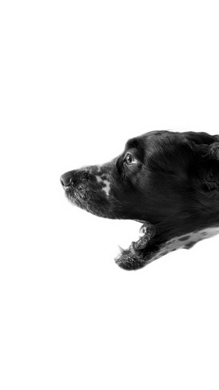 white wallpaper for iphone 6,black,canidae,dog breed,dog,snout