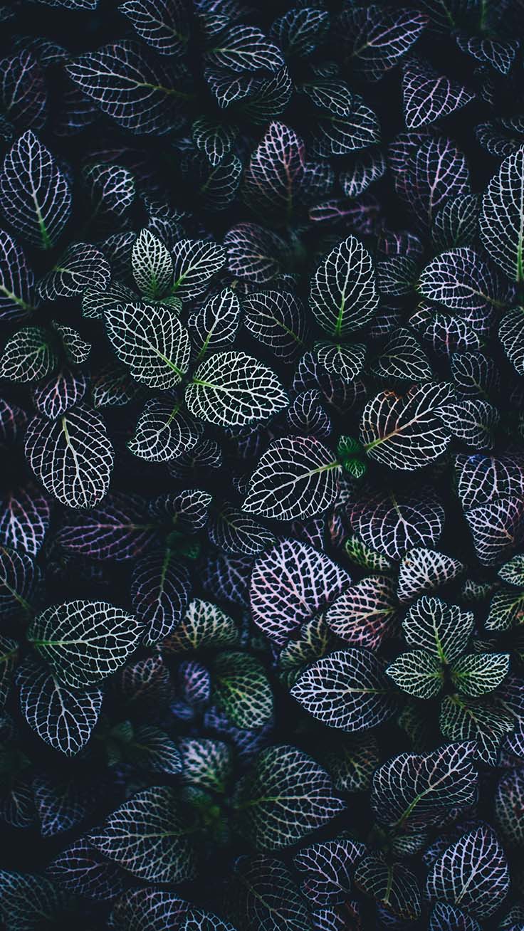 아이폰 6 예쁜 월페이퍼,초록,무늬,식물,잎,직물