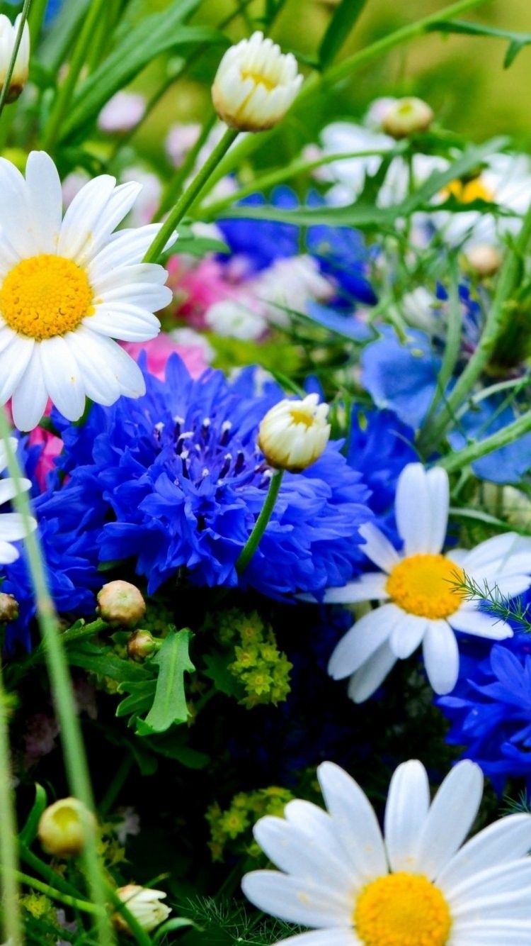 graziosi sfondi per iphone 6,fiore,pianta fiorita,pianta,blu,petalo