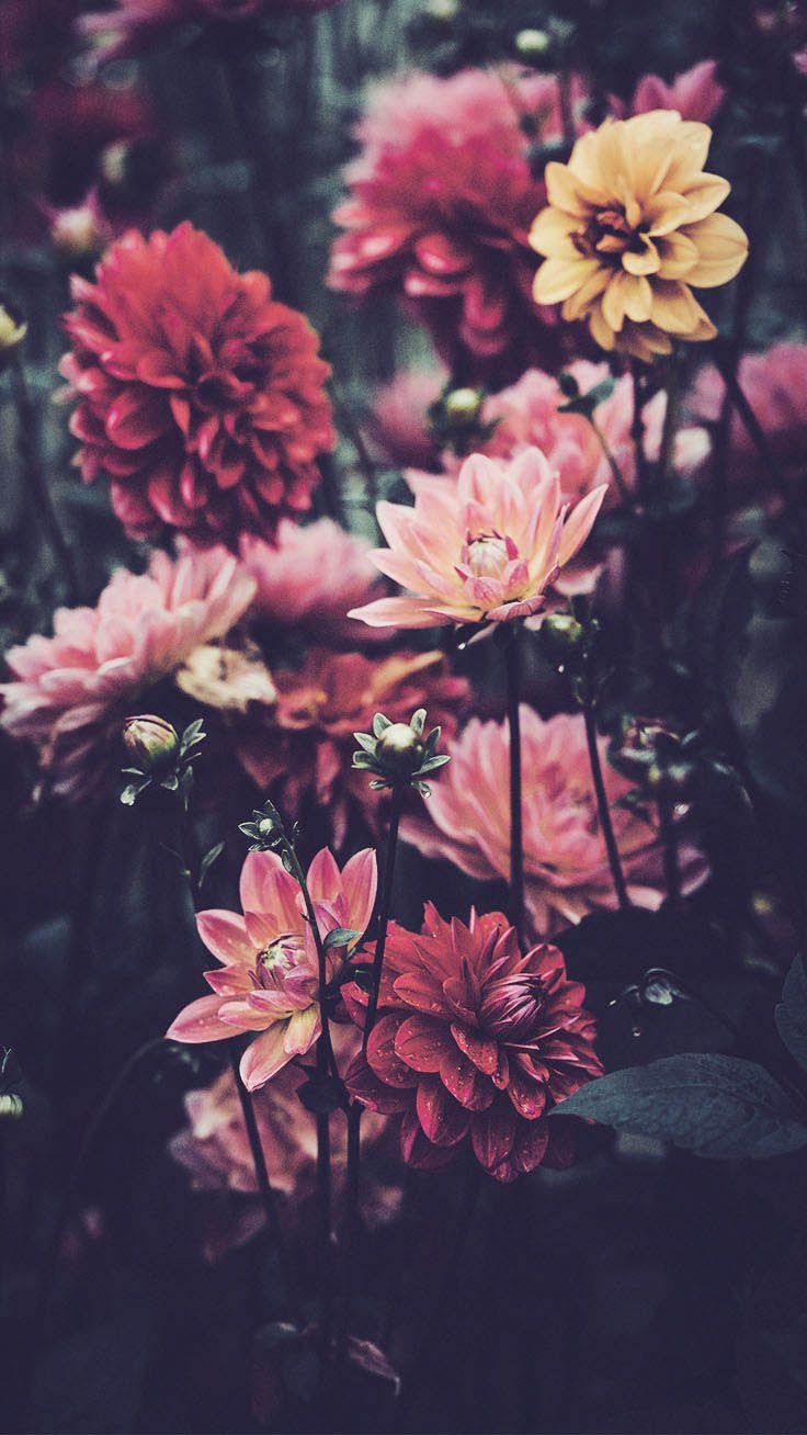 pretty wallpapers for iphone 6,flower,flowering plant,pink,petal,plant