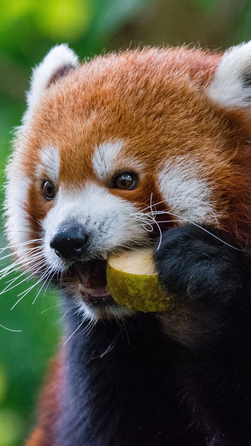 iphone 5sオリジナル壁紙,レッサーパンダ,陸生動物,ひげ,鼻,閉じる