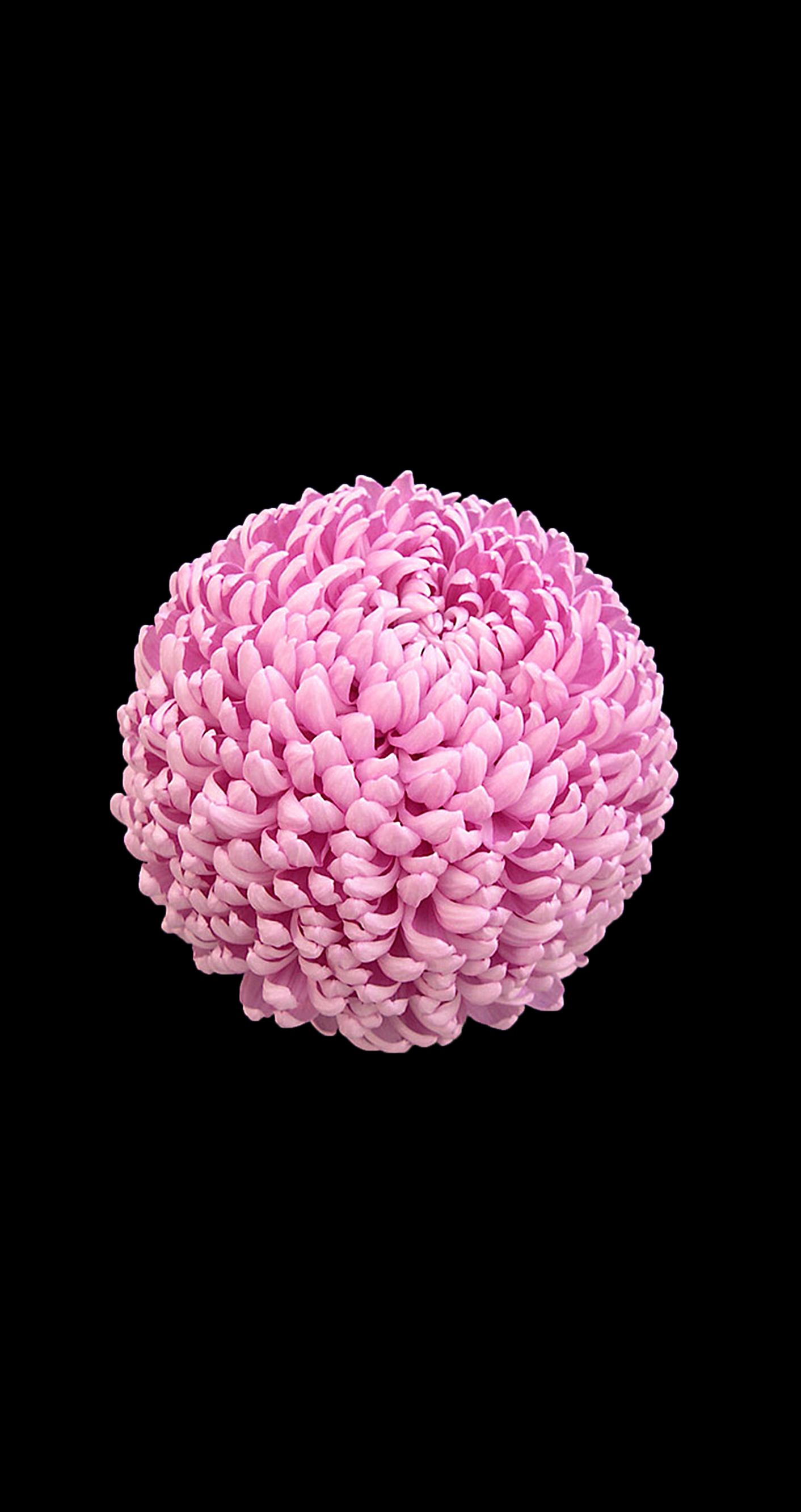 iphone 5s original wallpaper,pink,flower,petal,plant,chrysanths