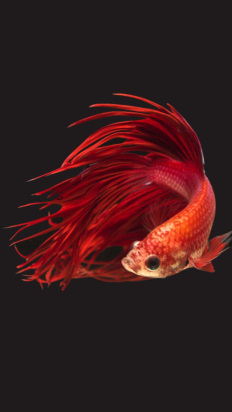 apple 6s wallpaper,red,fish,tail,organism,fish