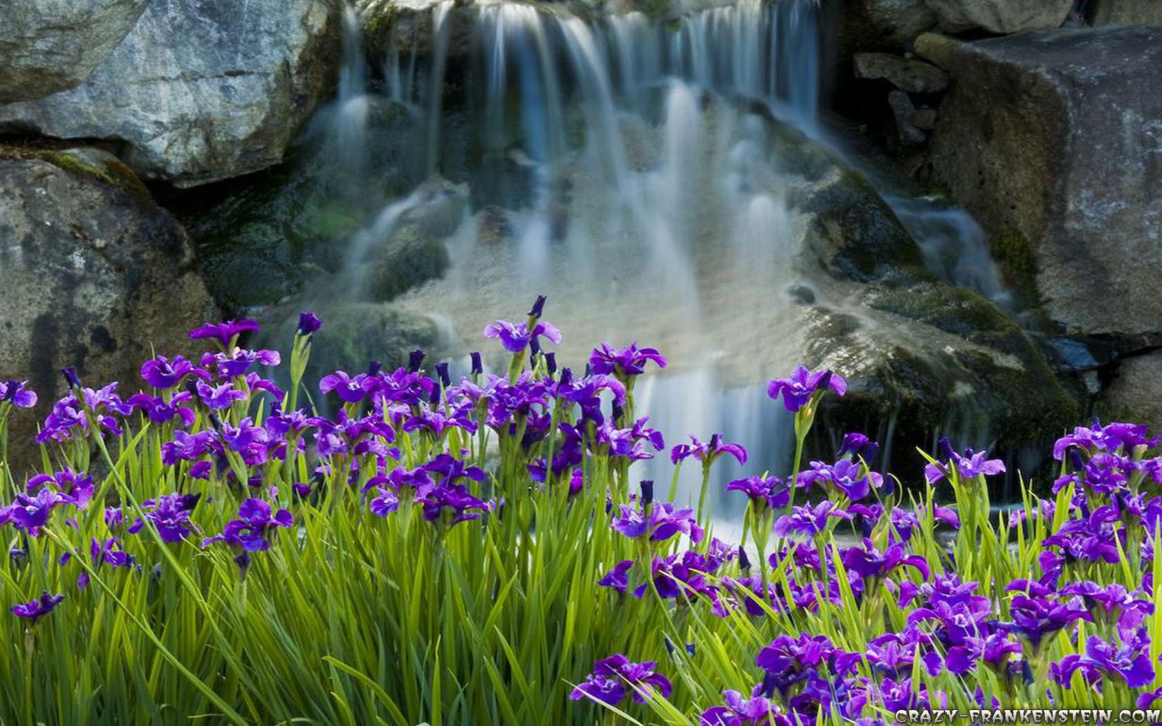 iris wallpaper,flower,nature,purple,plant,natural landscape