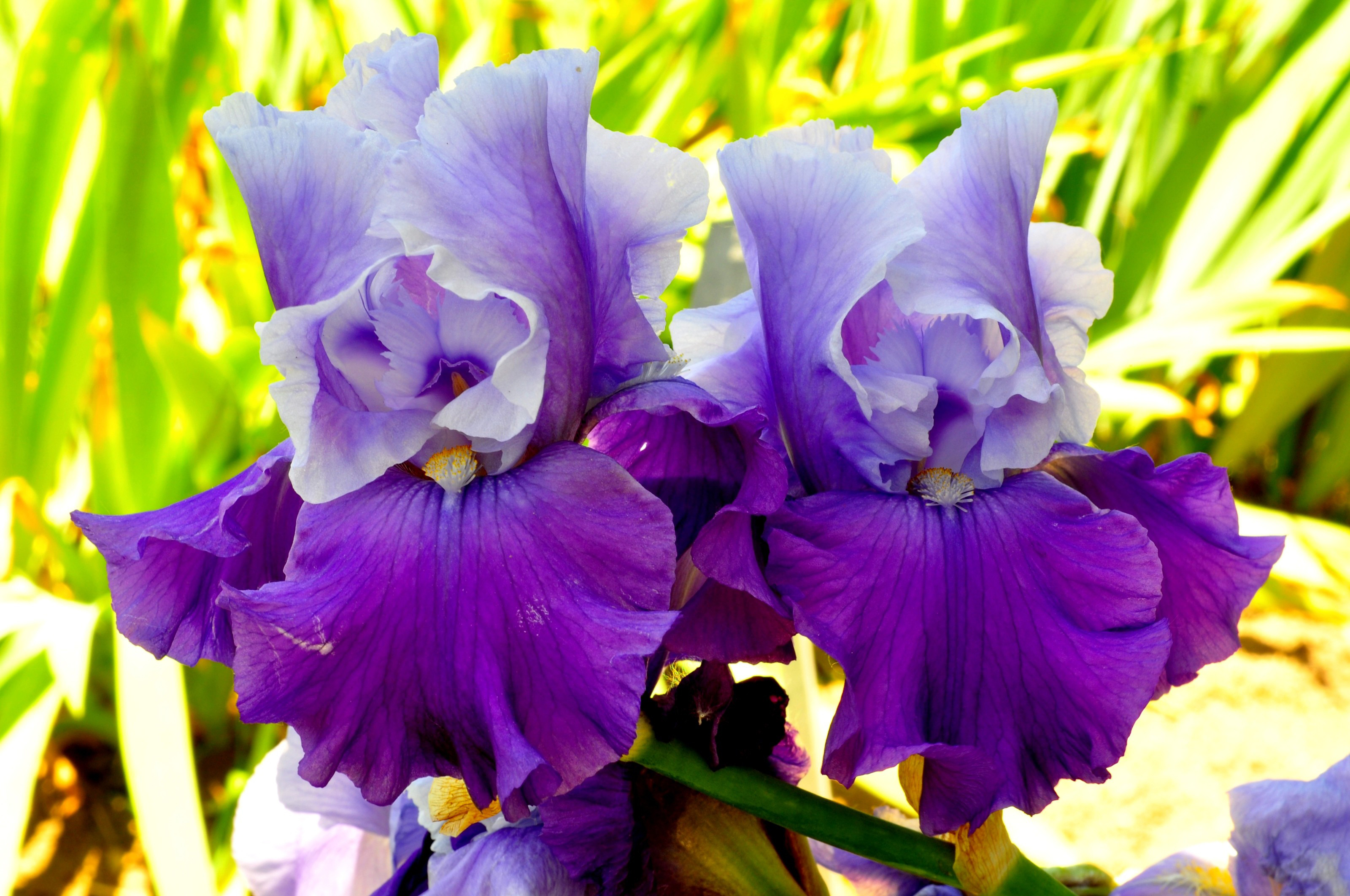 fondo de pantalla de iris,flor,planta floreciendo,pétalo,púrpura,planta