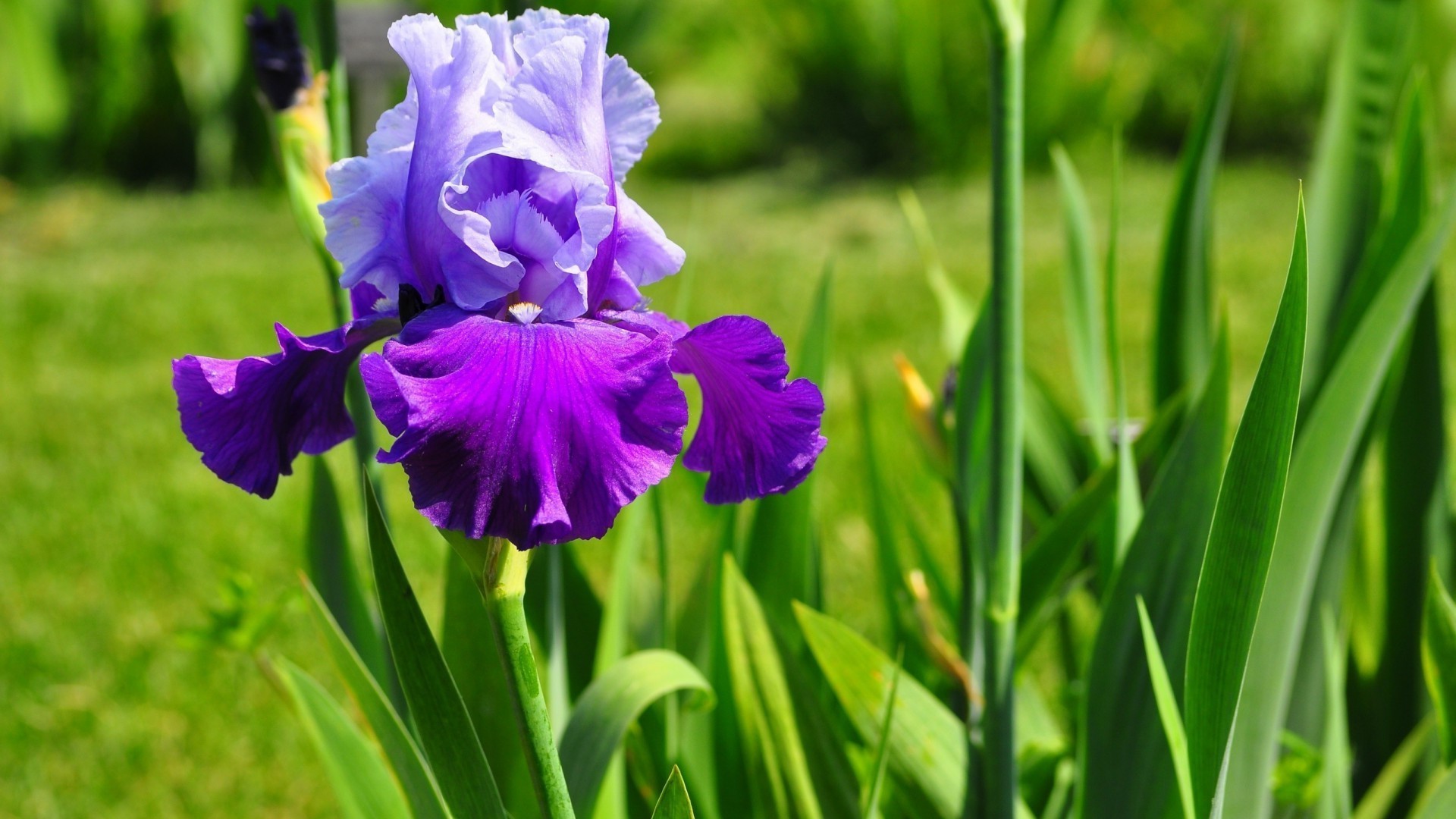 iris wallpaper,flower,flowering plant,purple,plant,petal