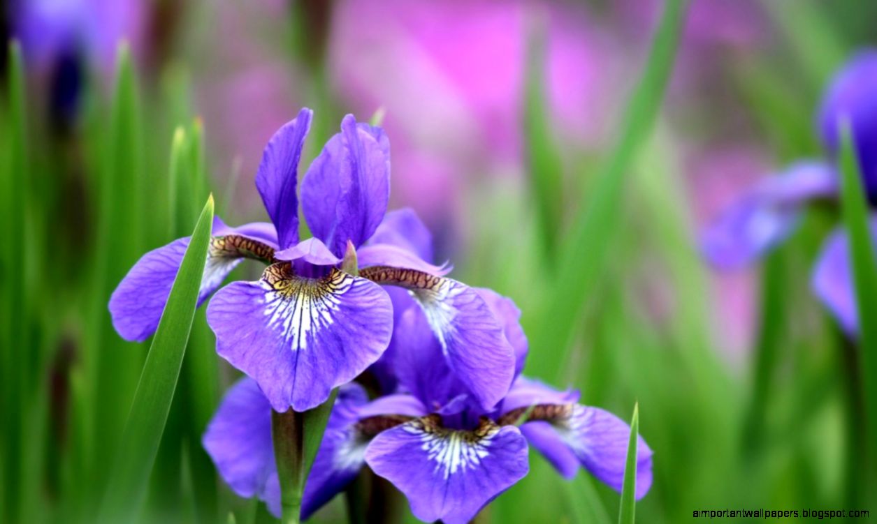 iris wallpaper,flower,flowering plant,iris versicolor,petal,algerian iris