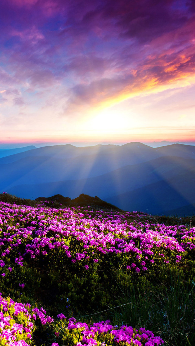 carta da parati iphone sei,cielo,natura,paesaggio naturale,viola,fiore di campo