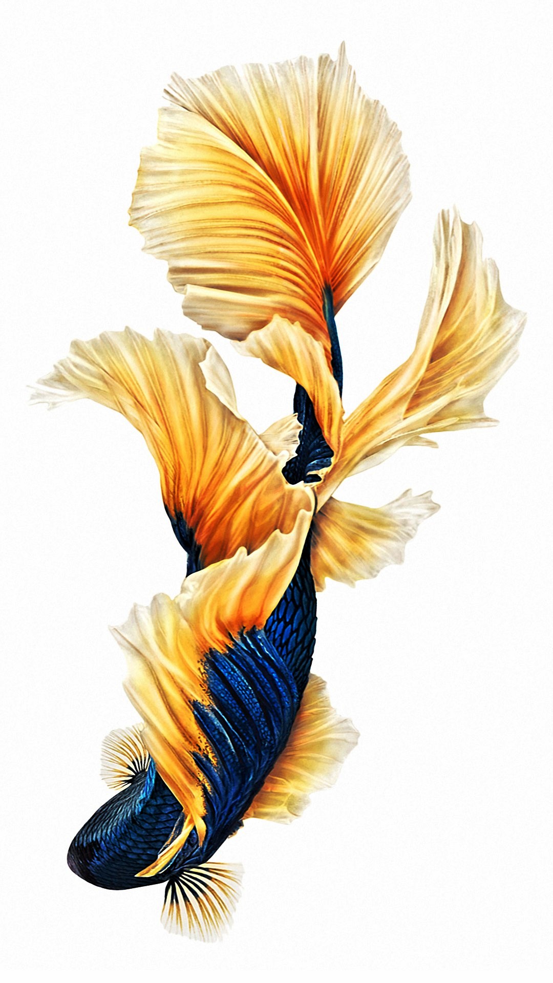 6s plus wallpaper,feather,wing,tail,quill,fashion accessory