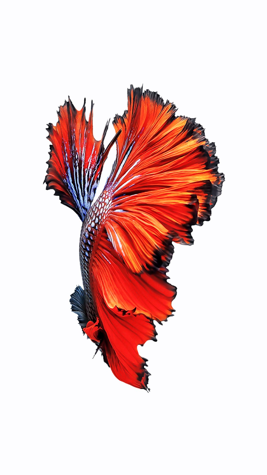 6s plus wallpaper,orange,red,feather,plant,flower