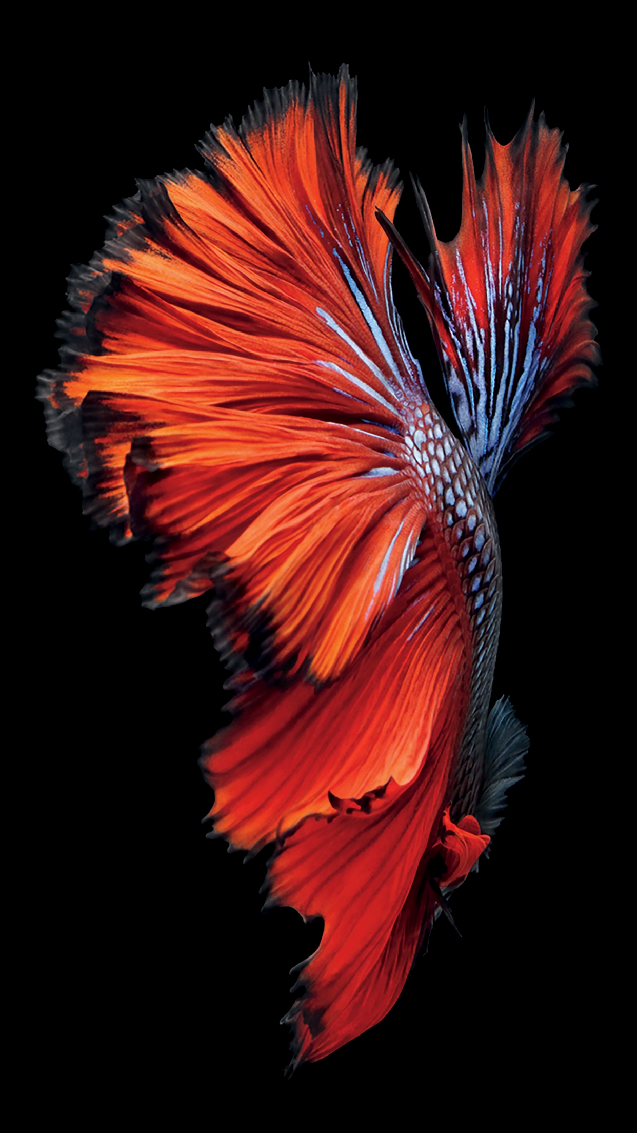 iphone 6s fish wallpaper,red,orange,feather,organism,plant