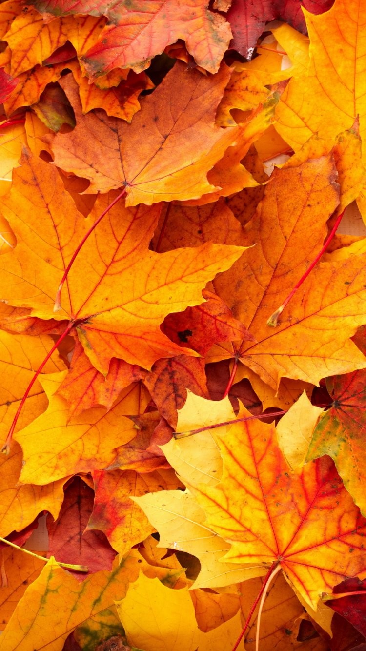 best iphone 6s wallpapers,leaf,black maple,tree,maple leaf,orange