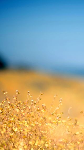 mejores fondos de pantalla de iphone 6s,naturaleza,cielo,amarillo,agua,de cerca