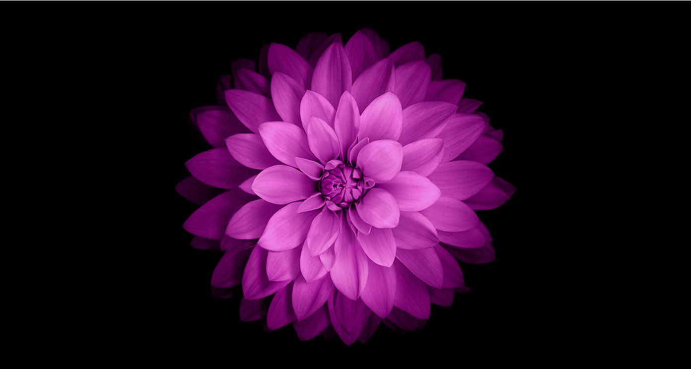 ios 8 배경 화면 아이폰 6,꽃잎,분홍,꽃,제비꽃,보라색