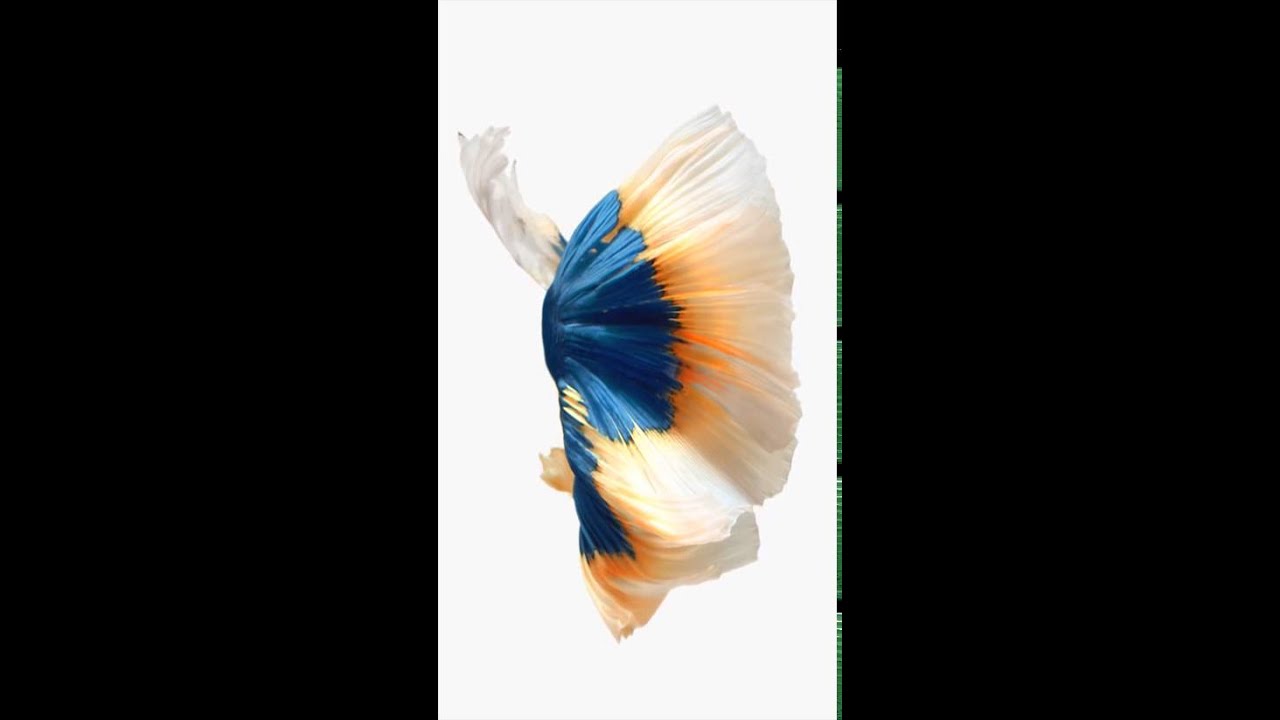 iphone 6s default wallpaper,feather,blue,white,turquoise,wing