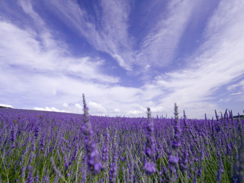 wallpapers gratis,lavender,english lavender,lavender,purple,flower