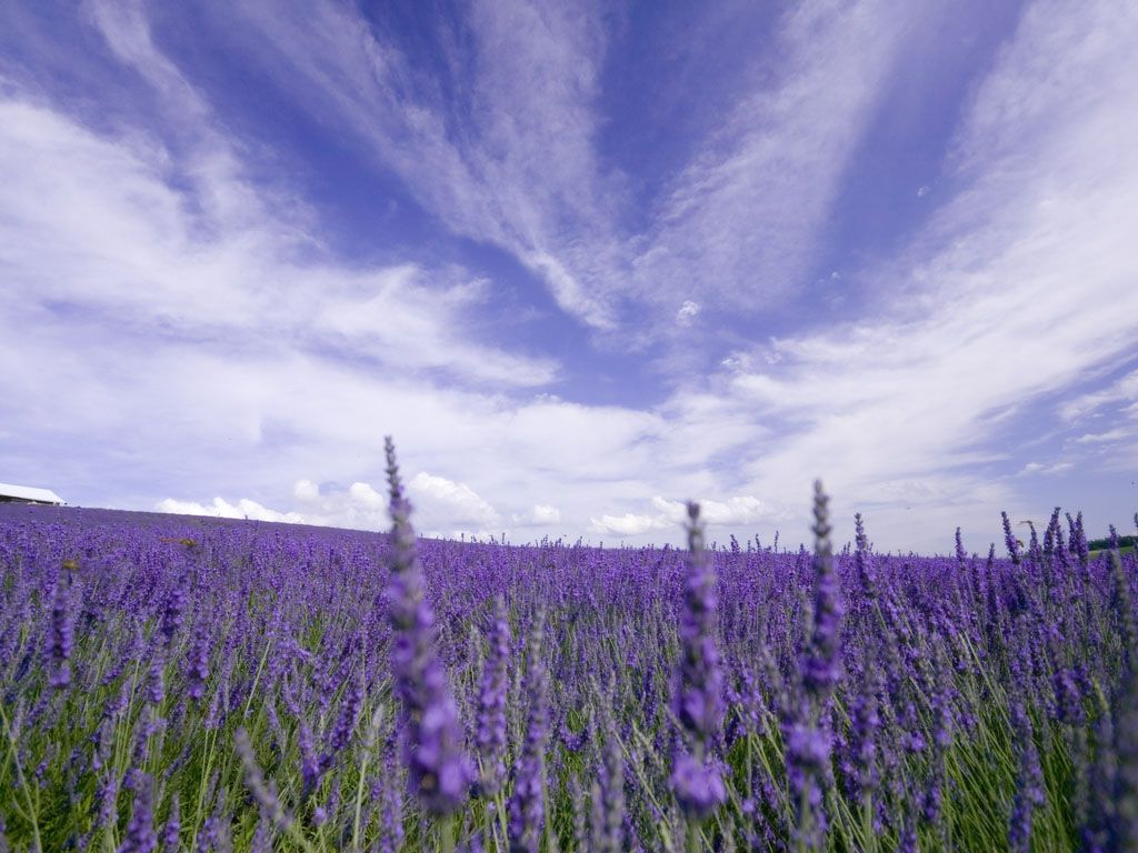 fondos de pantalla gratis,lavanda,lavanda inglesa,lavanda,púrpura,flor