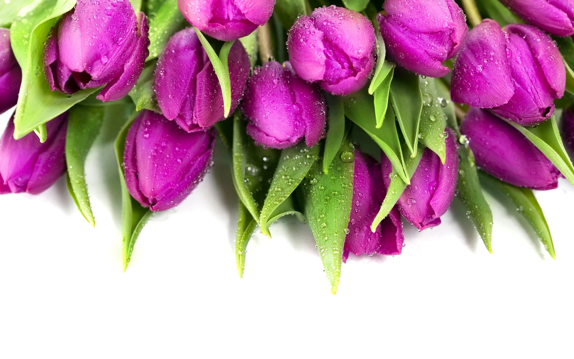 wallpapers gratis,flower,flowering plant,purple,plant,tulip