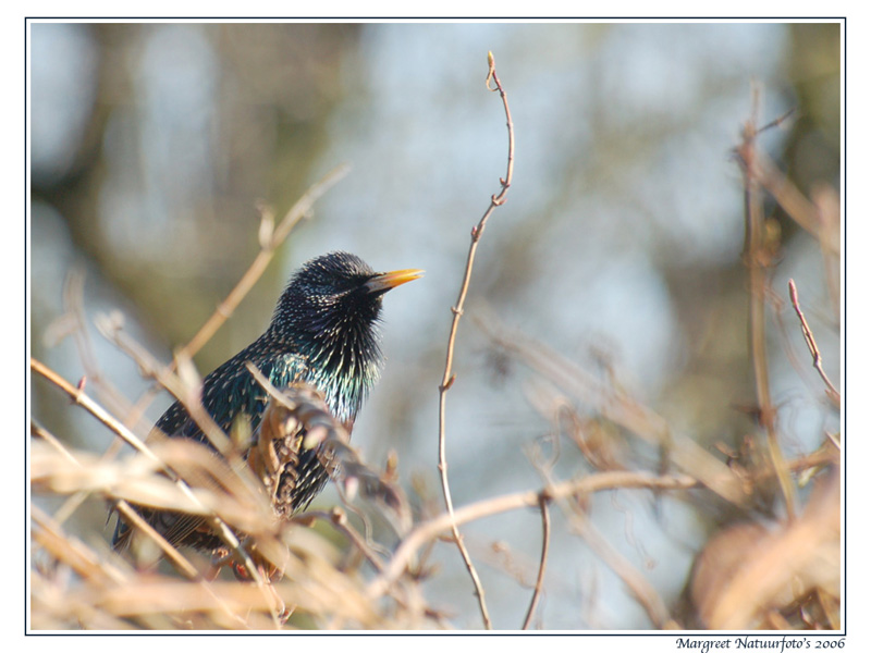 tapeten gratis,vogel,europäischer star,hockender vogel,zweig,tierwelt