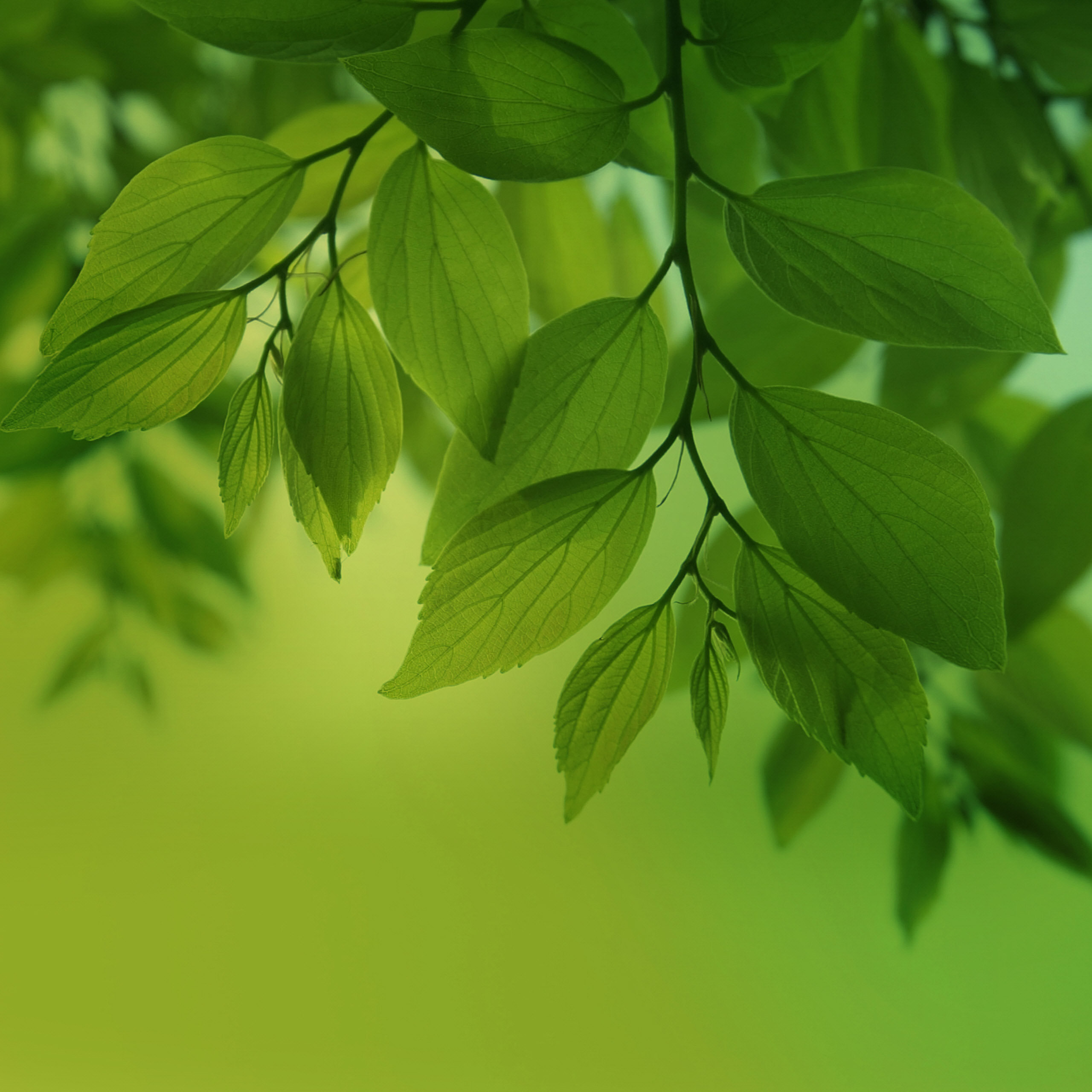 samsung default wallpaper,leaf,green,tree,plant,flower (808582