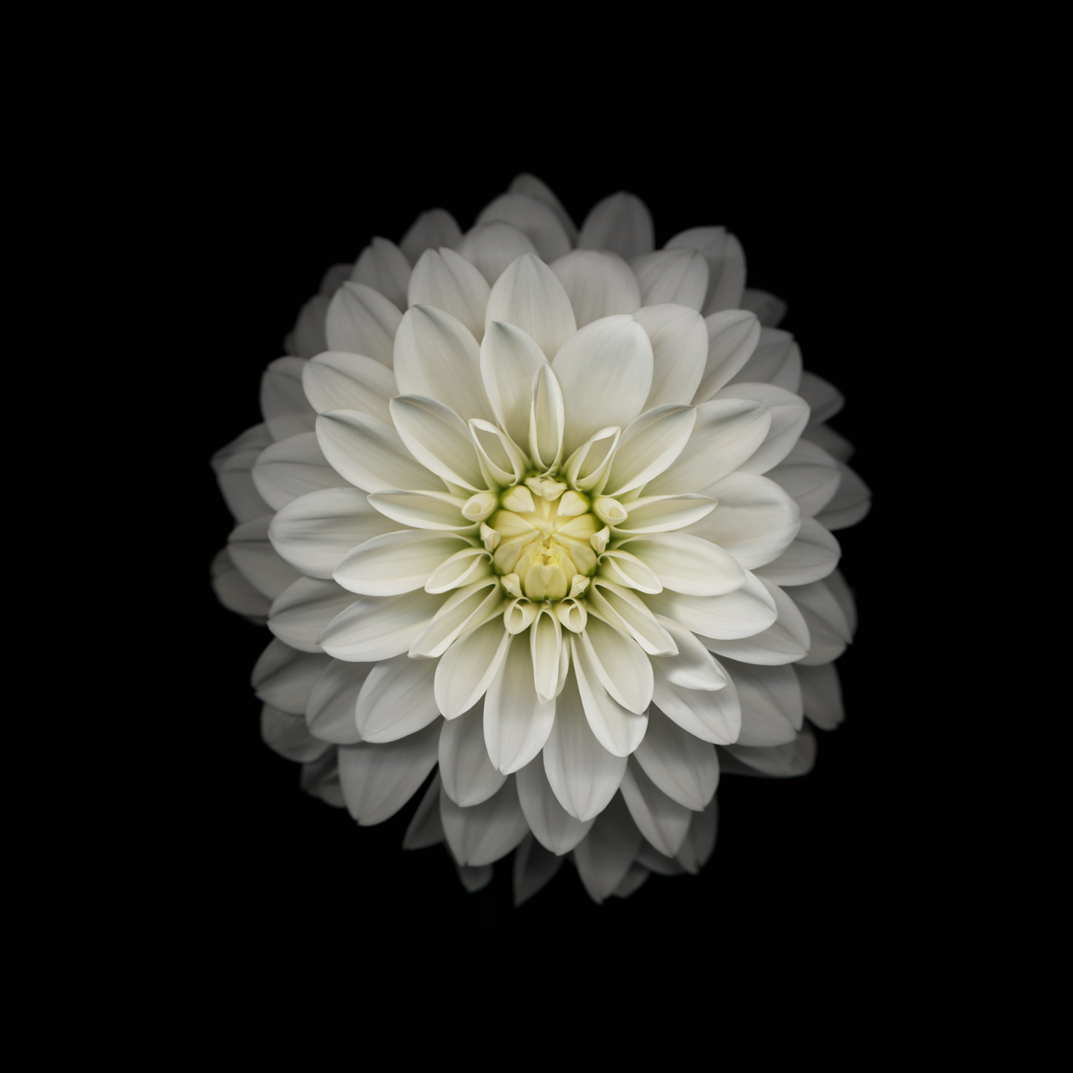 apple stock wallpapers,petal,flower,plant,dahlia,flowering plant