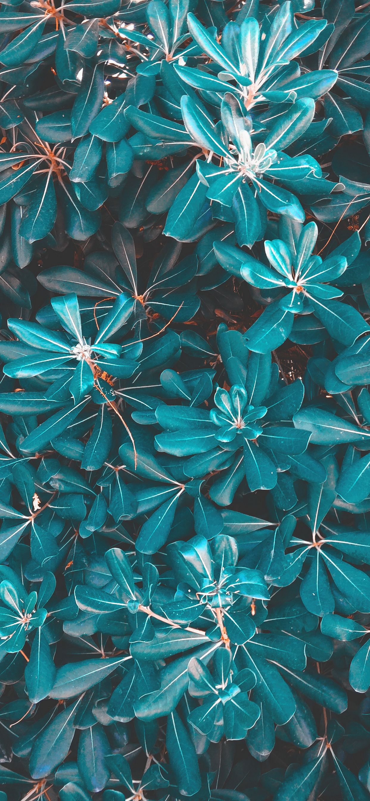 best stock wallpapers,blue,aqua,pattern,teal,turquoise