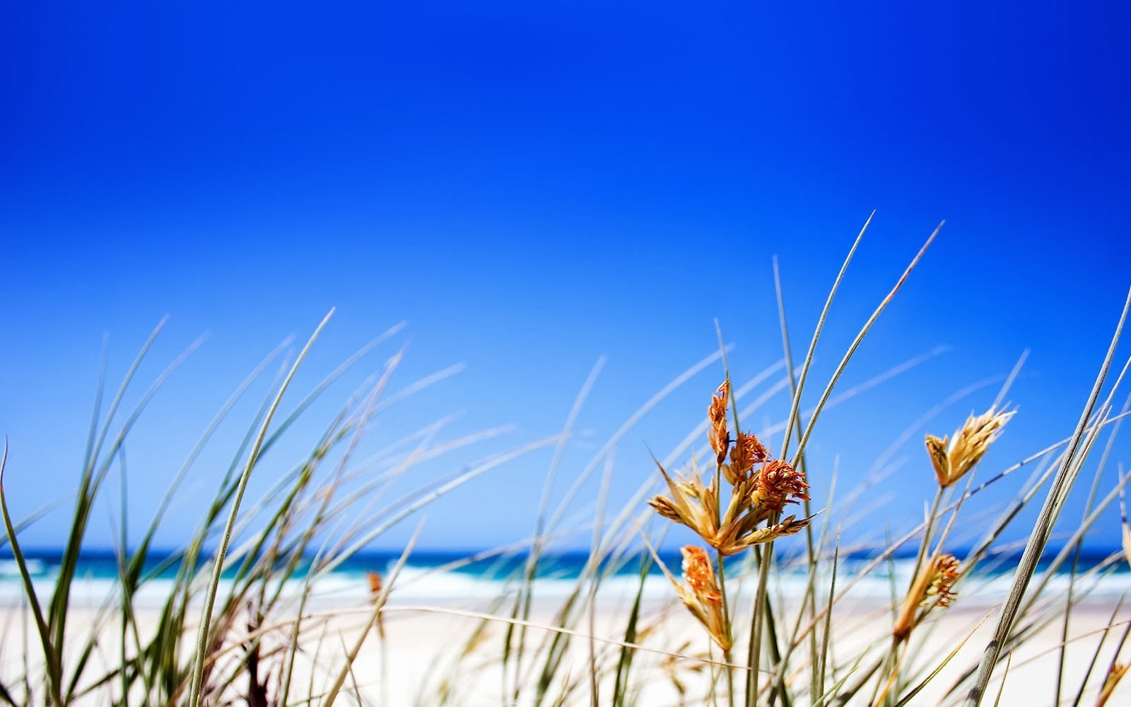 Free Summer Desktop Backgrounds- WallpaperUse