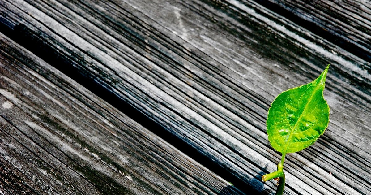 simple green wallpaper,green,leaf,wood,line,plant