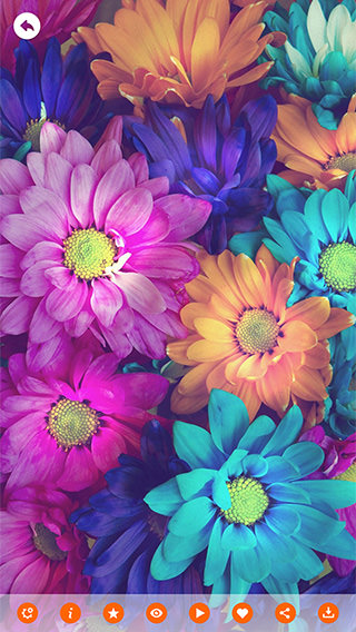 beautiful design wallpaper,flower,petal,purple,plant,pink