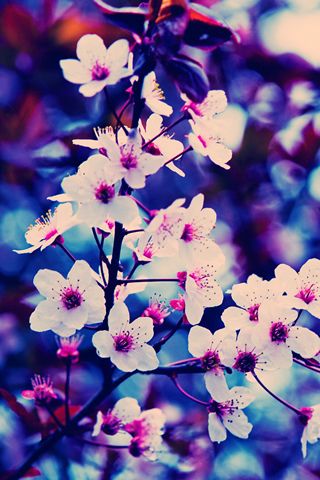 beautiful design wallpaper,flower,blue,petal,blossom,purple