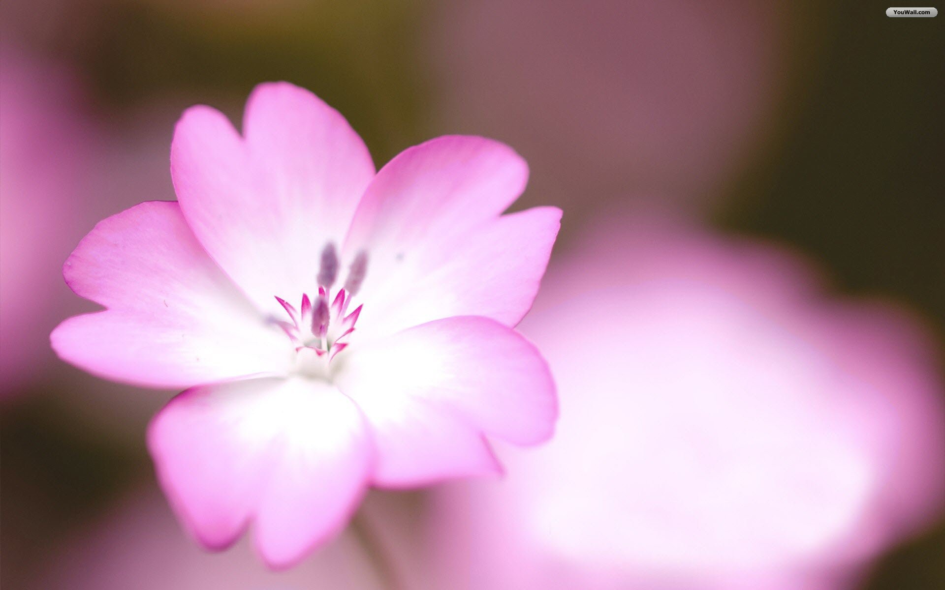 simple pink wallpaper,petal,flowering plant,flower,pink,plant